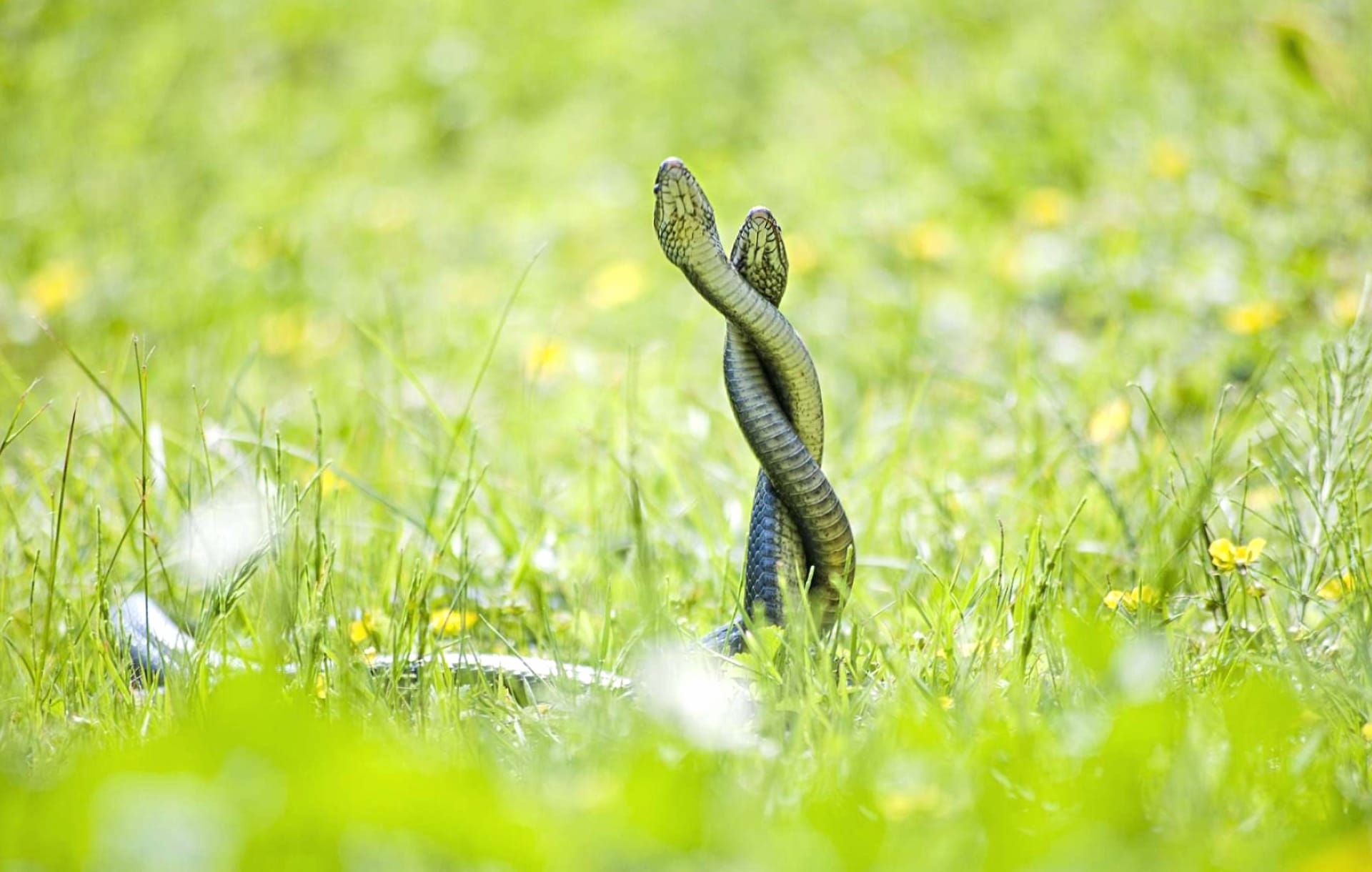Grass Snake wallpapers HD quality