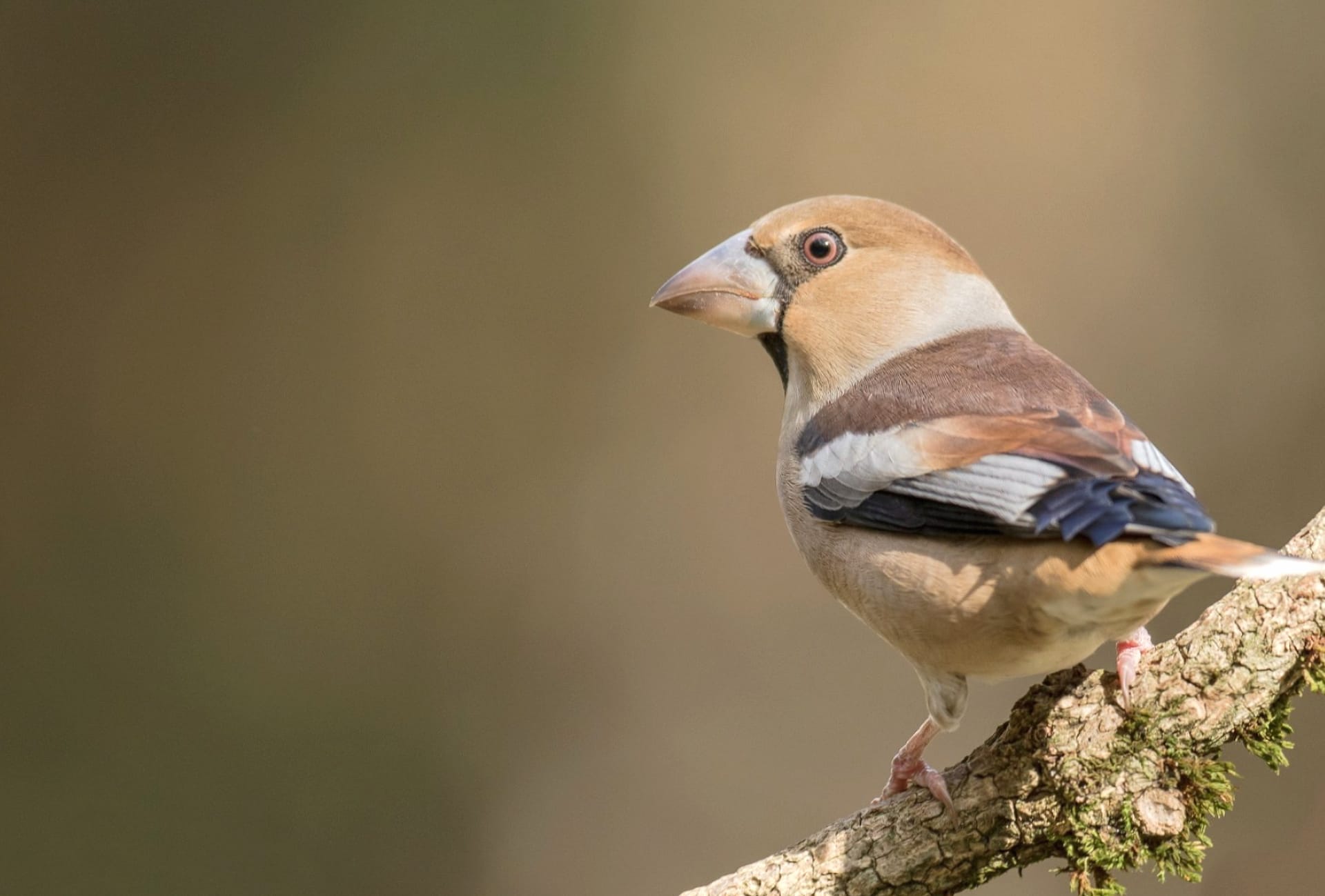 Hawfinch wallpapers HD quality