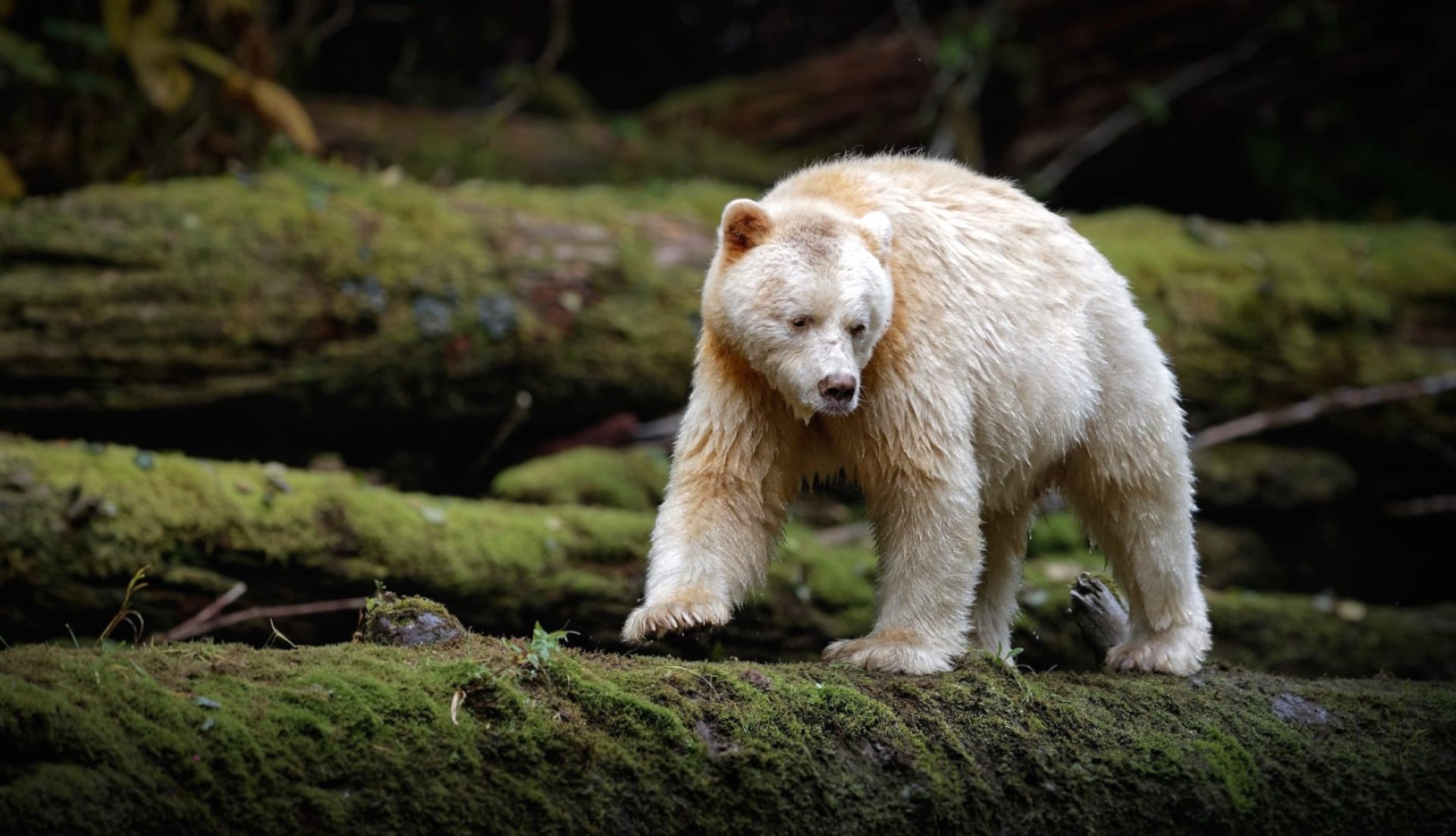 Kermode Bear at 1024 x 768 size wallpapers HD quality