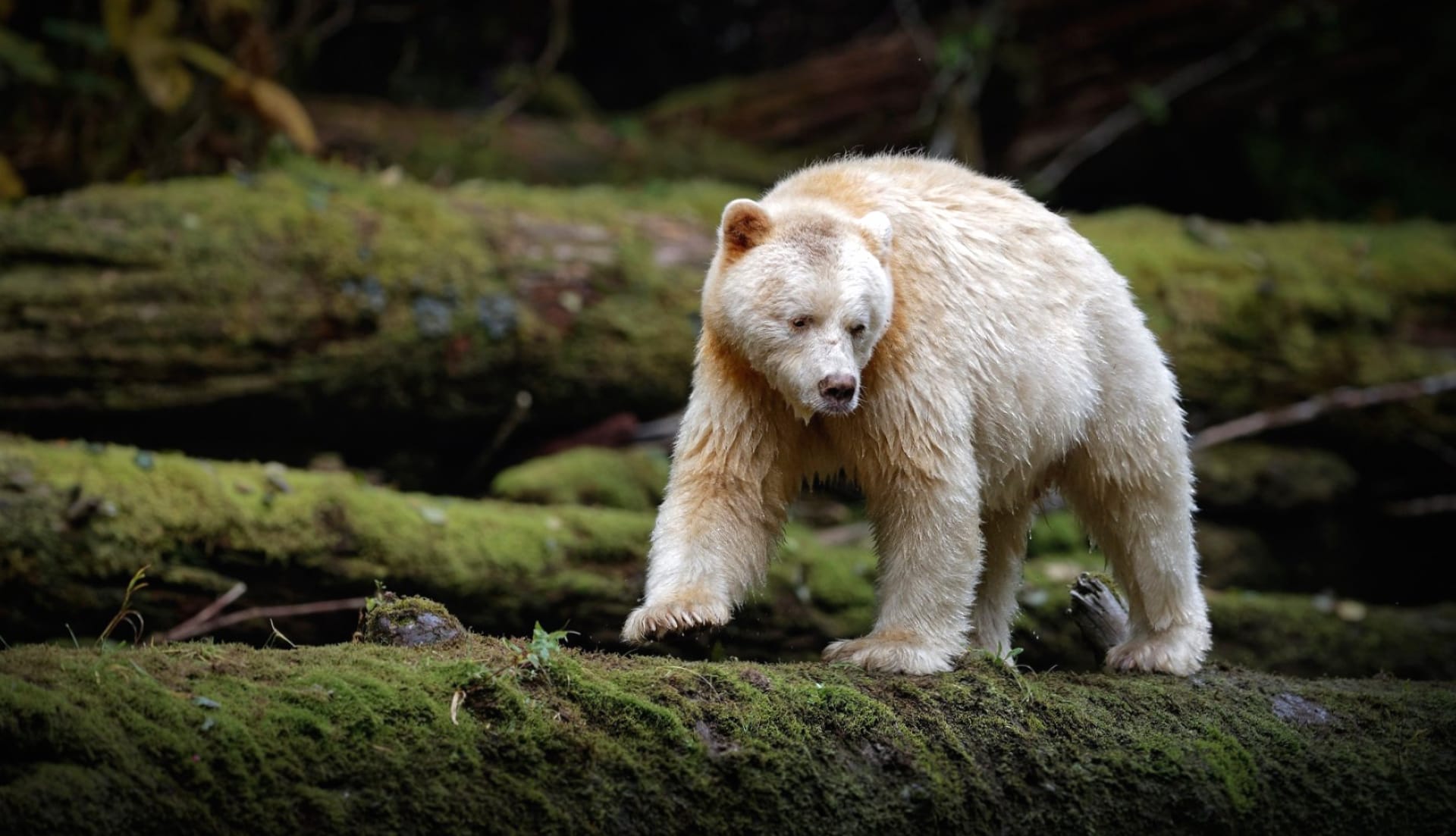 Kermode Bear wallpapers HD quality