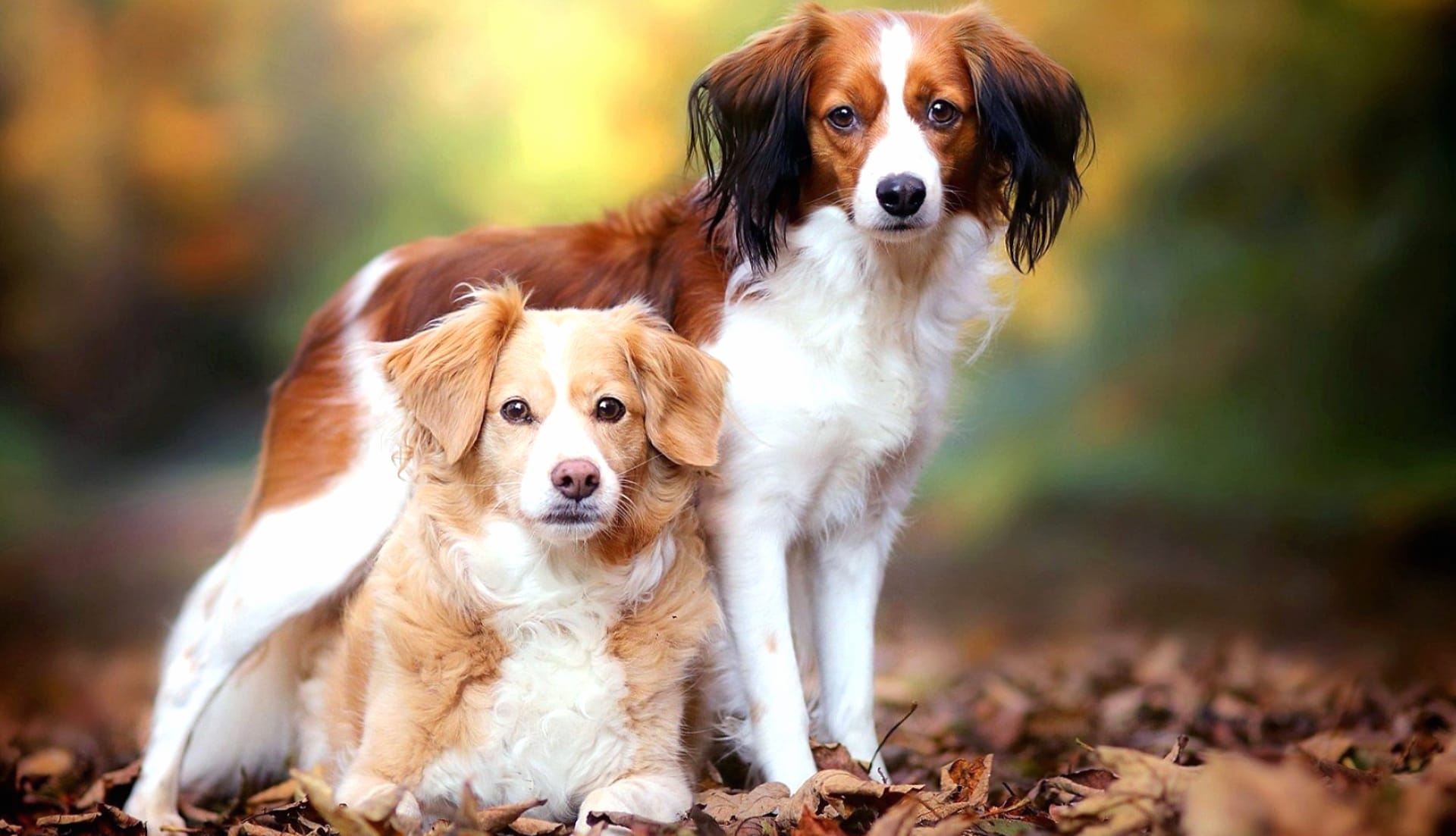 Kooikerhondje wallpapers HD quality