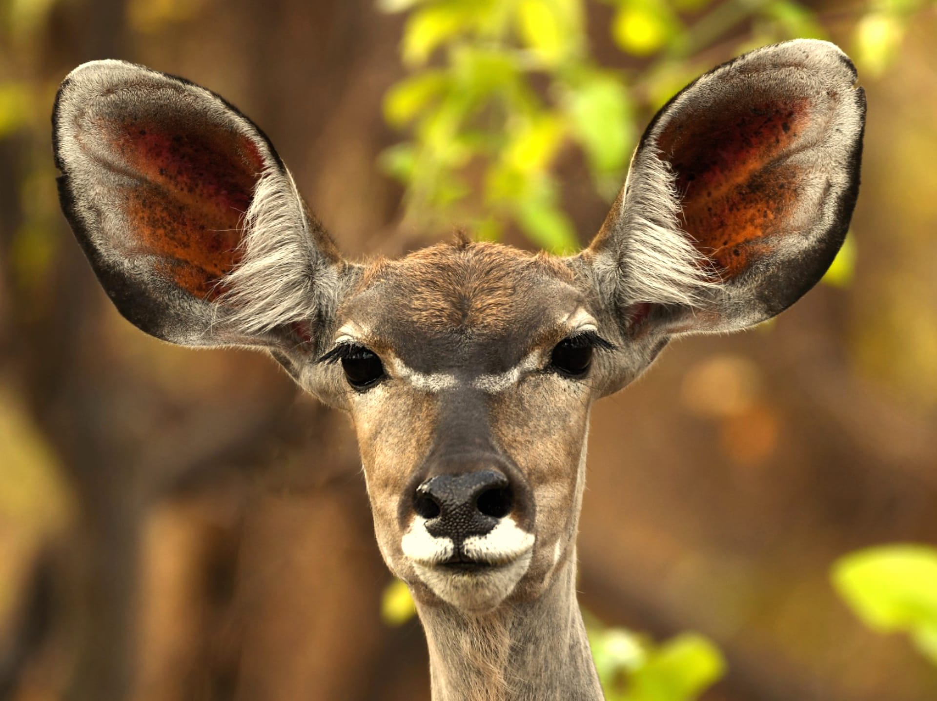 Kudu at 1024 x 768 size wallpapers HD quality