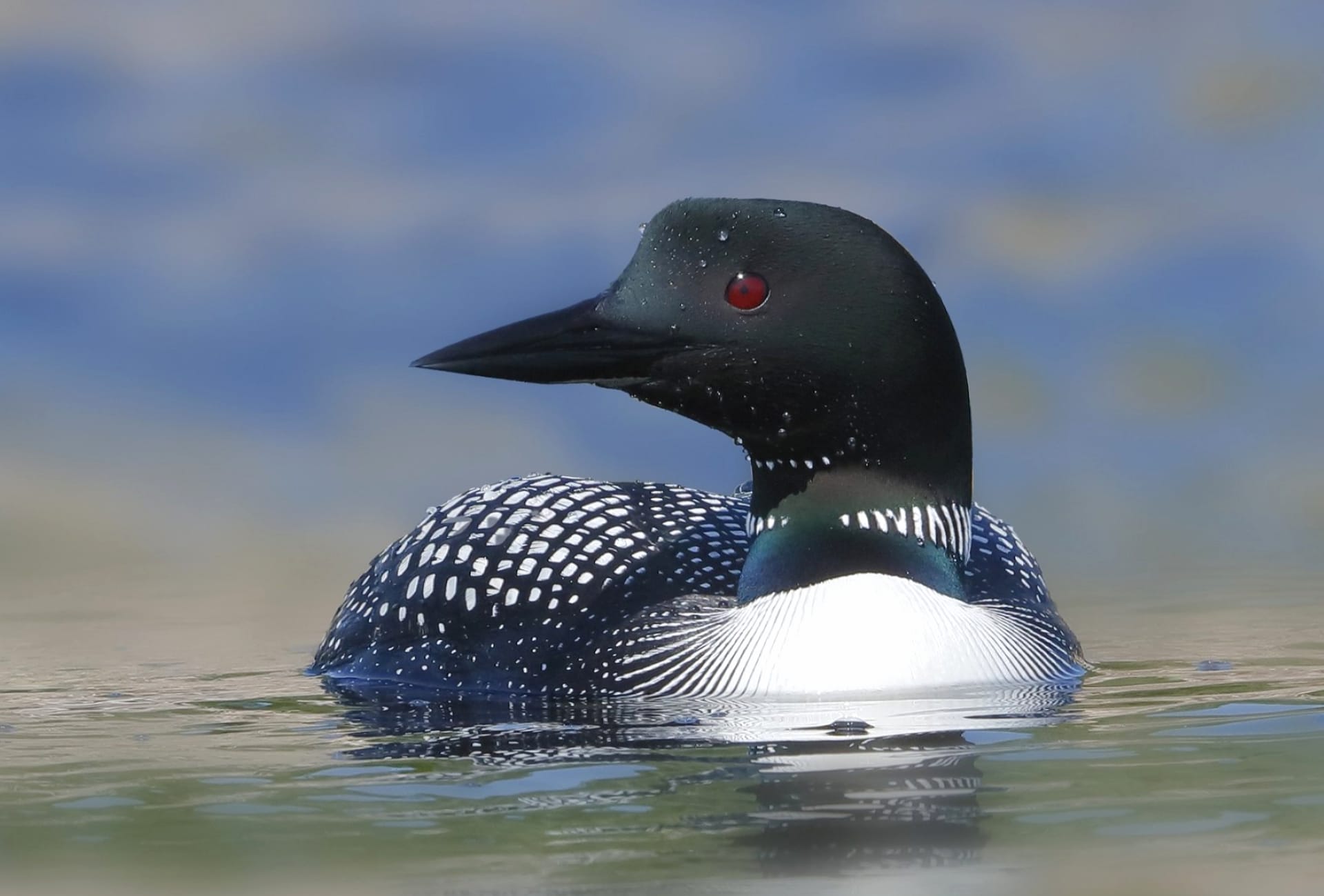 Loon at 1024 x 1024 iPad size wallpapers HD quality