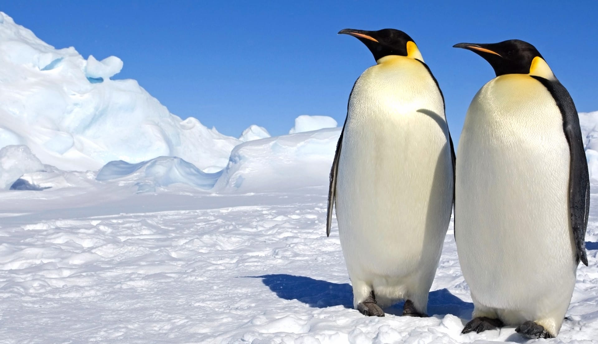 March Of The Penguins at 1280 x 960 size wallpapers HD quality