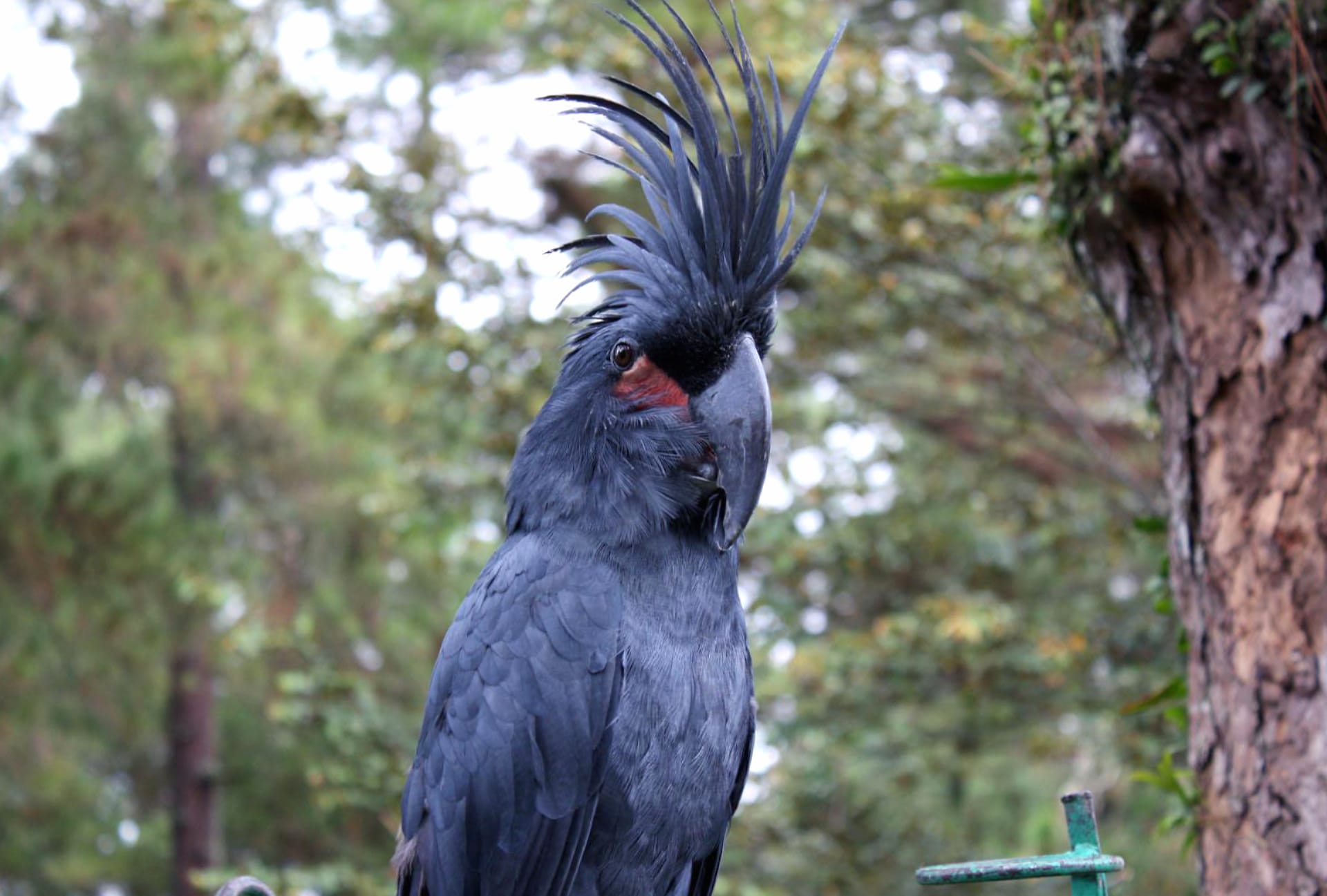 Palm cockatoo at 640 x 1136 iPhone 5 size wallpapers HD quality