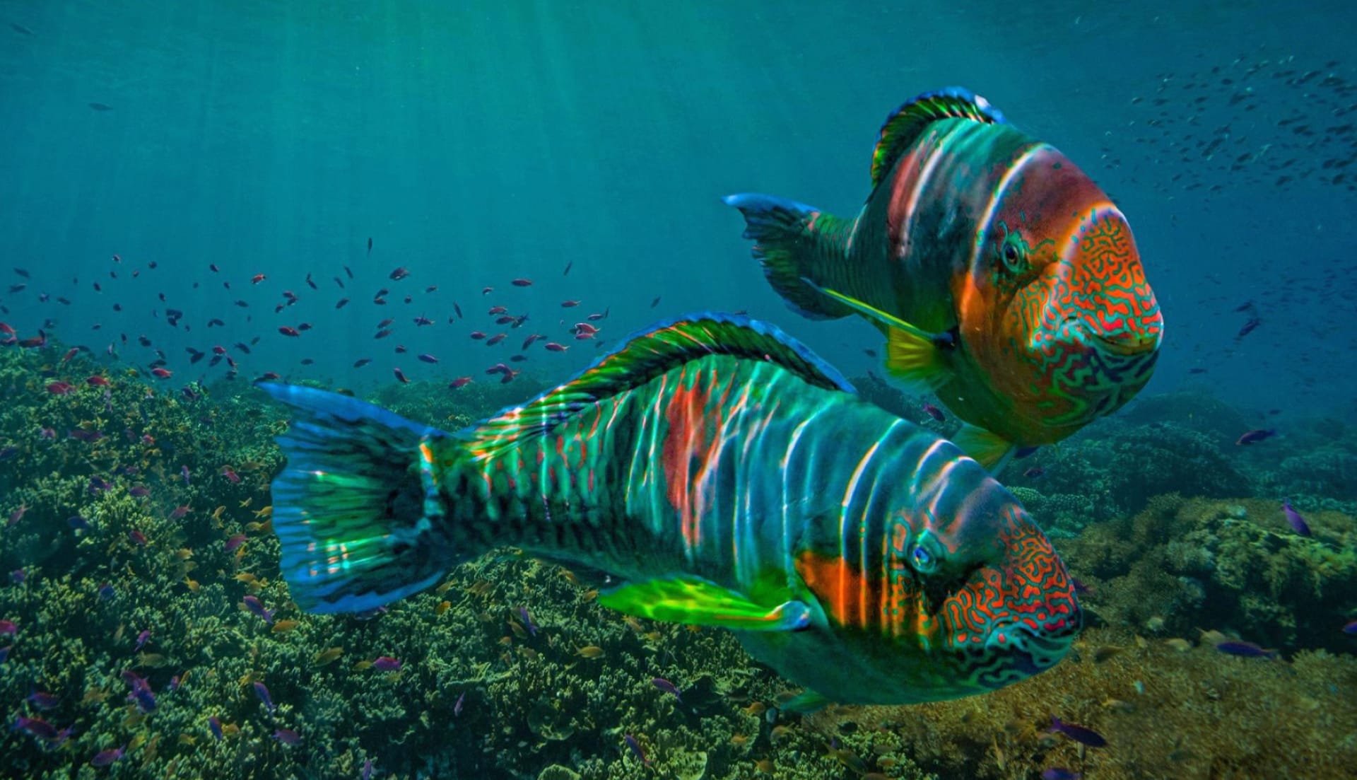 Parrotfish wallpapers HD quality