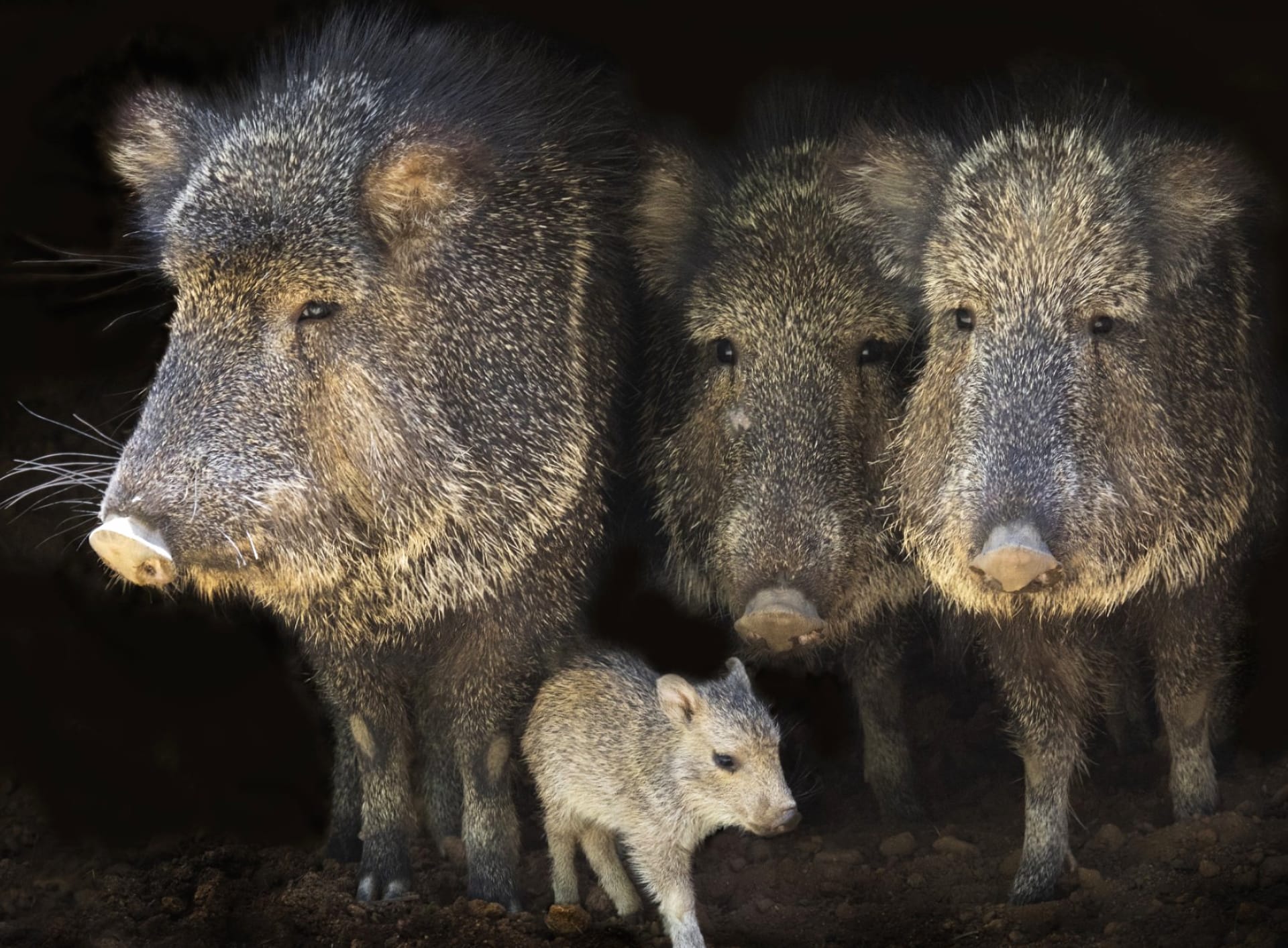 Peccary wallpapers HD quality