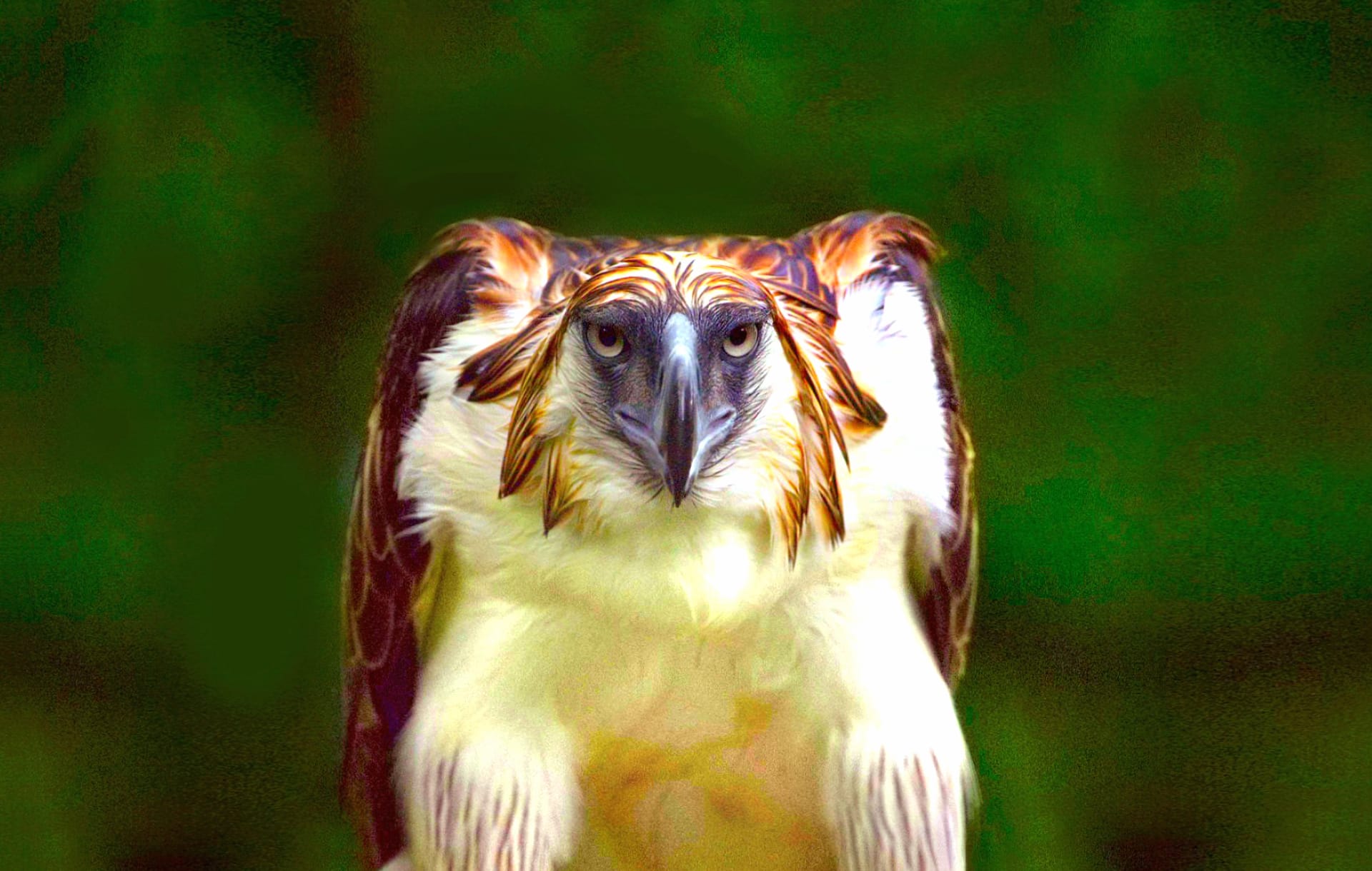 Philippine Eagle at 640 x 1136 iPhone 5 size wallpapers HD quality