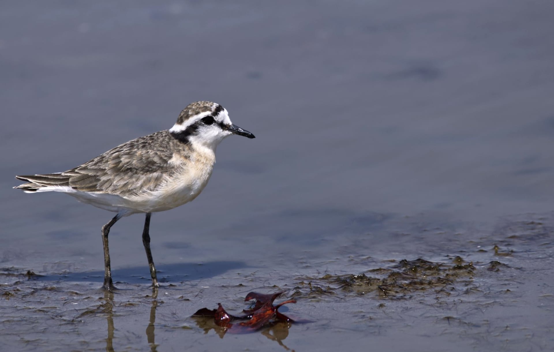 Plover at 750 x 1334 iPhone 6 size wallpapers HD quality