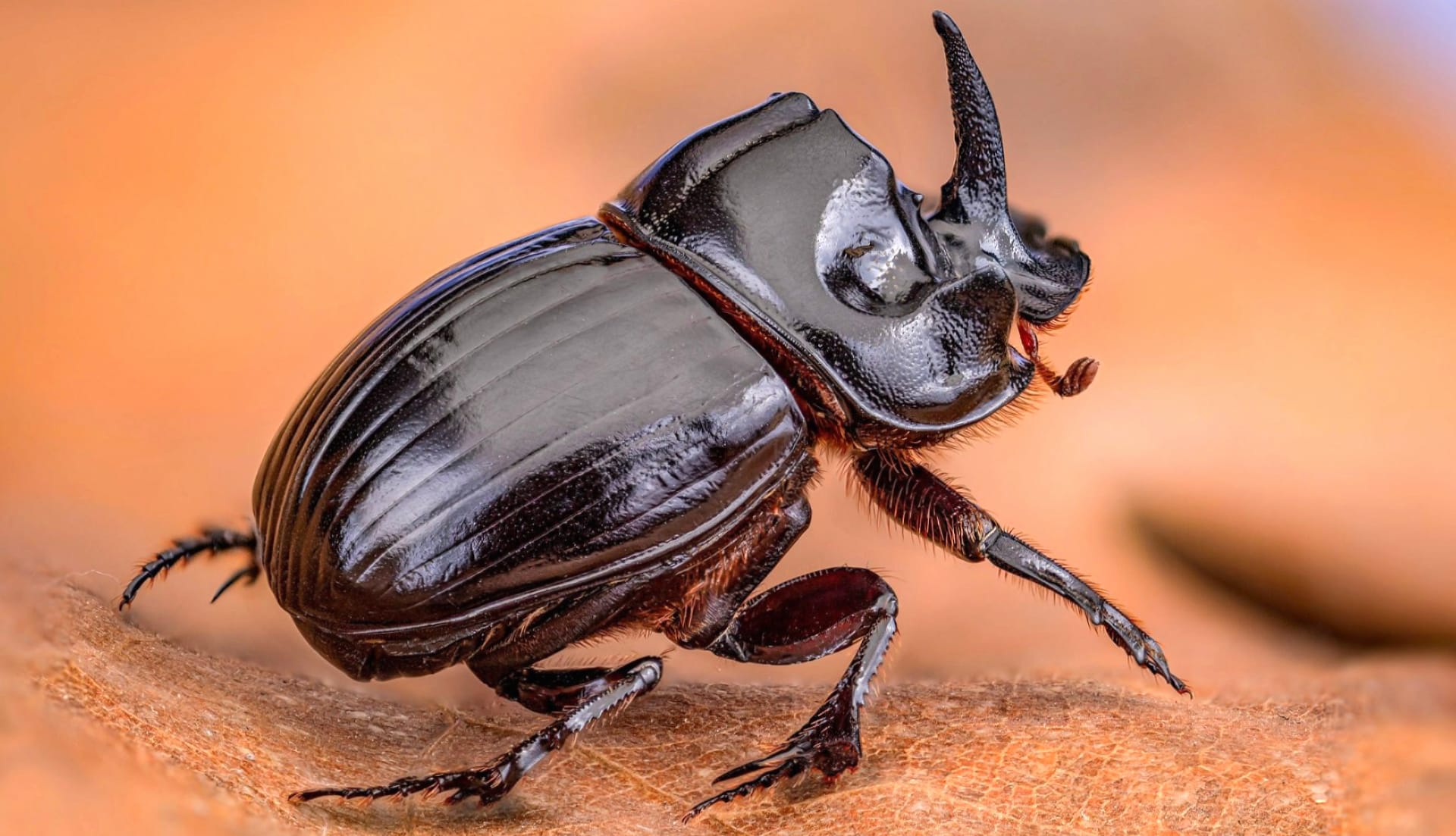 Rhinoceros Beetle at 1280 x 960 size wallpapers HD quality
