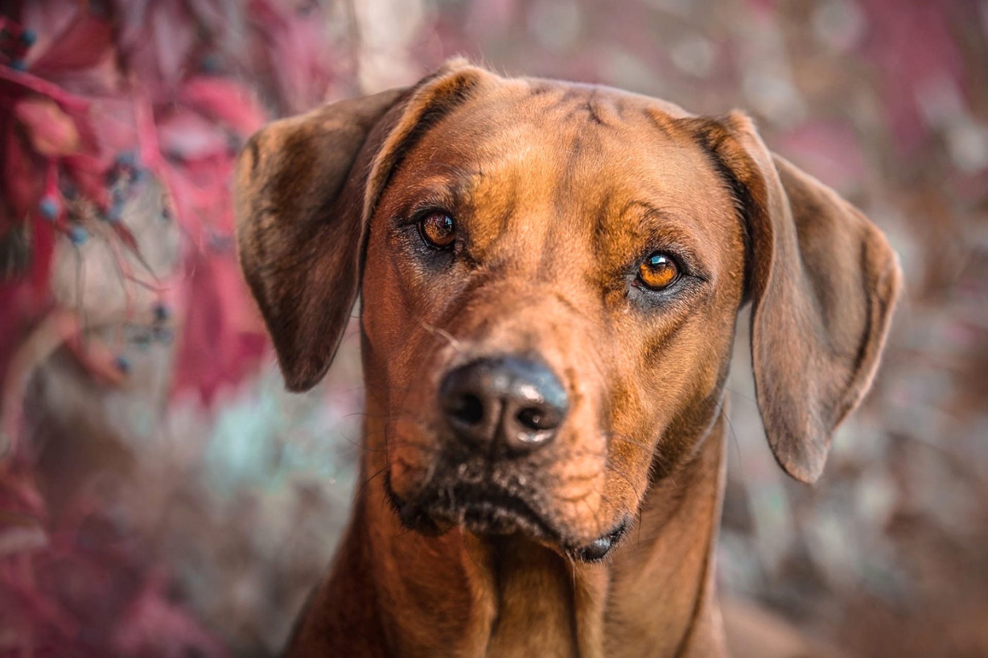 Rhodesian Ridgeback at 640 x 1136 iPhone 5 size wallpapers HD quality