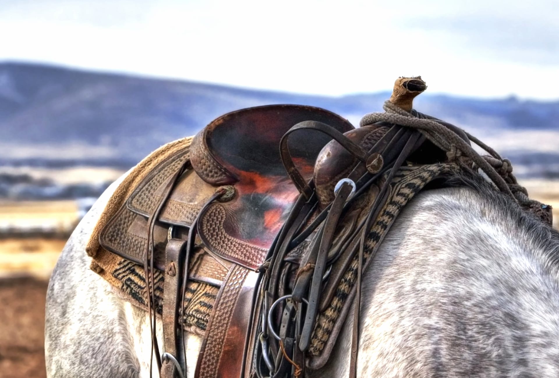 Saddle at 1152 x 864 size wallpapers HD quality