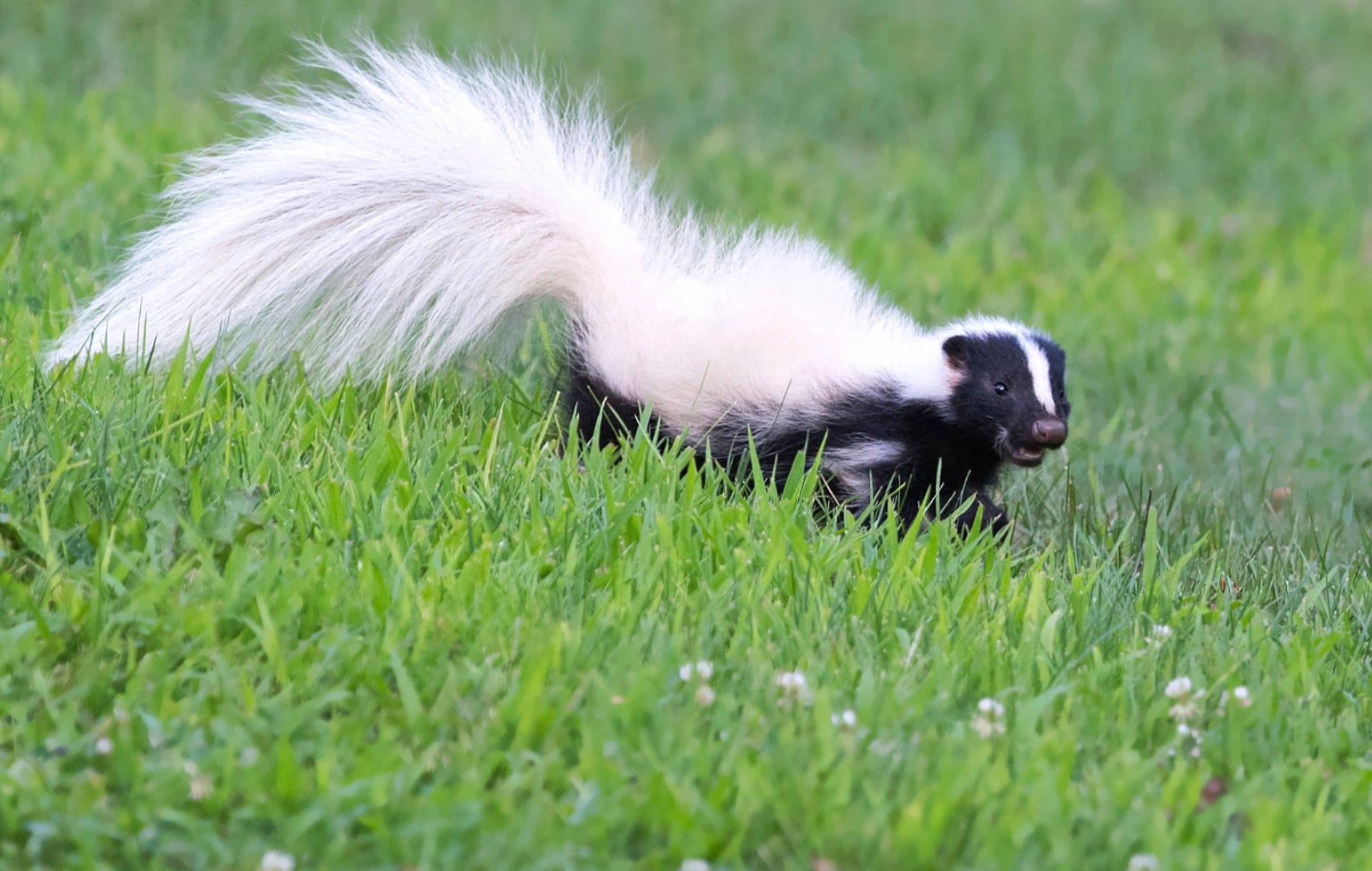 Skunk at 750 x 1334 iPhone 6 size wallpapers HD quality