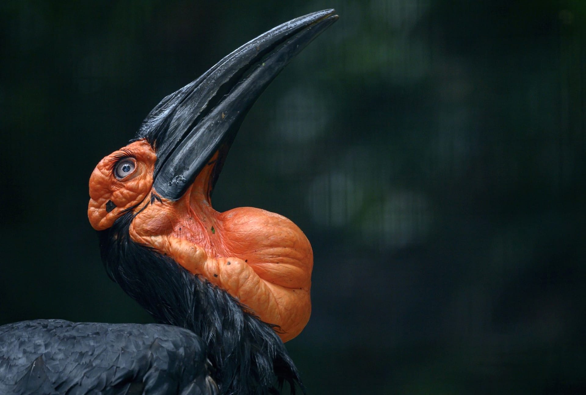 Southern Ground Hornbill at 1024 x 768 size wallpapers HD quality