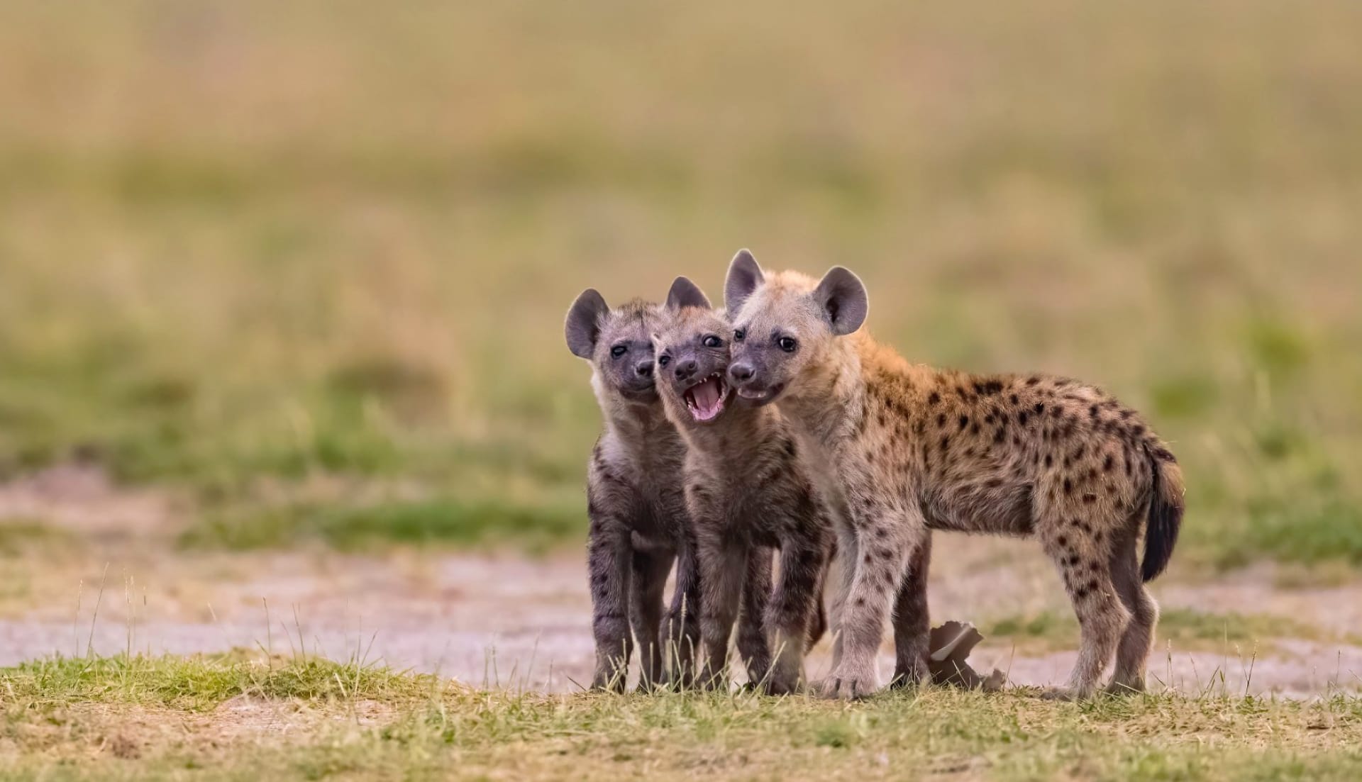 Spotted Hyena wallpapers HD quality