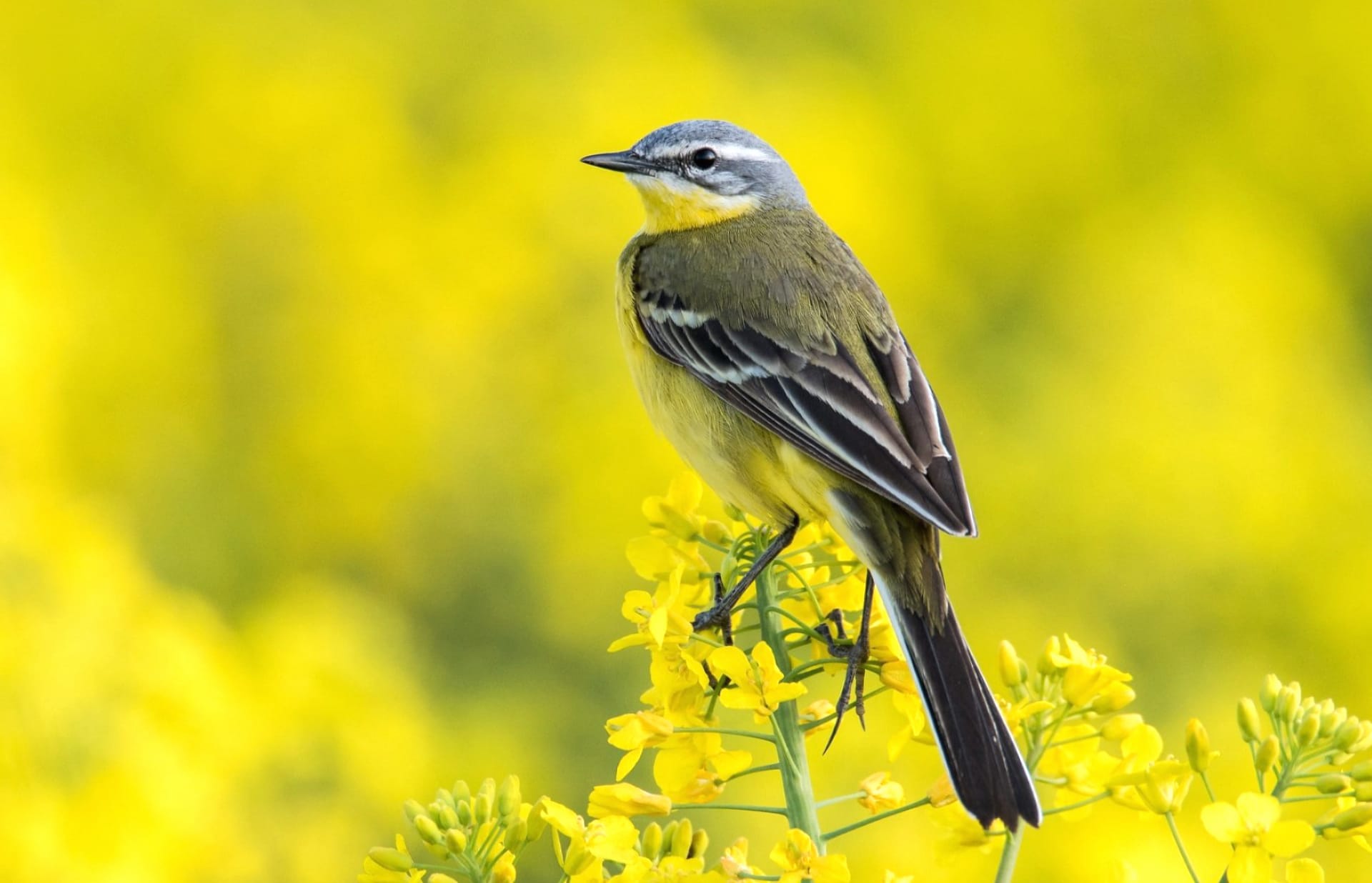 Wagtail wallpapers HD quality