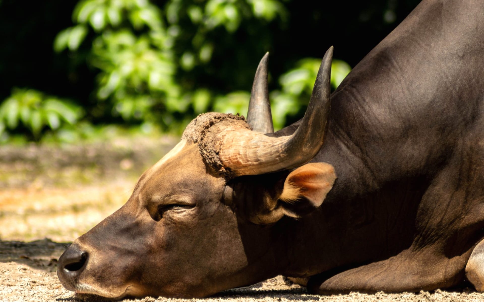 Water Buffalo at 1152 x 864 size wallpapers HD quality
