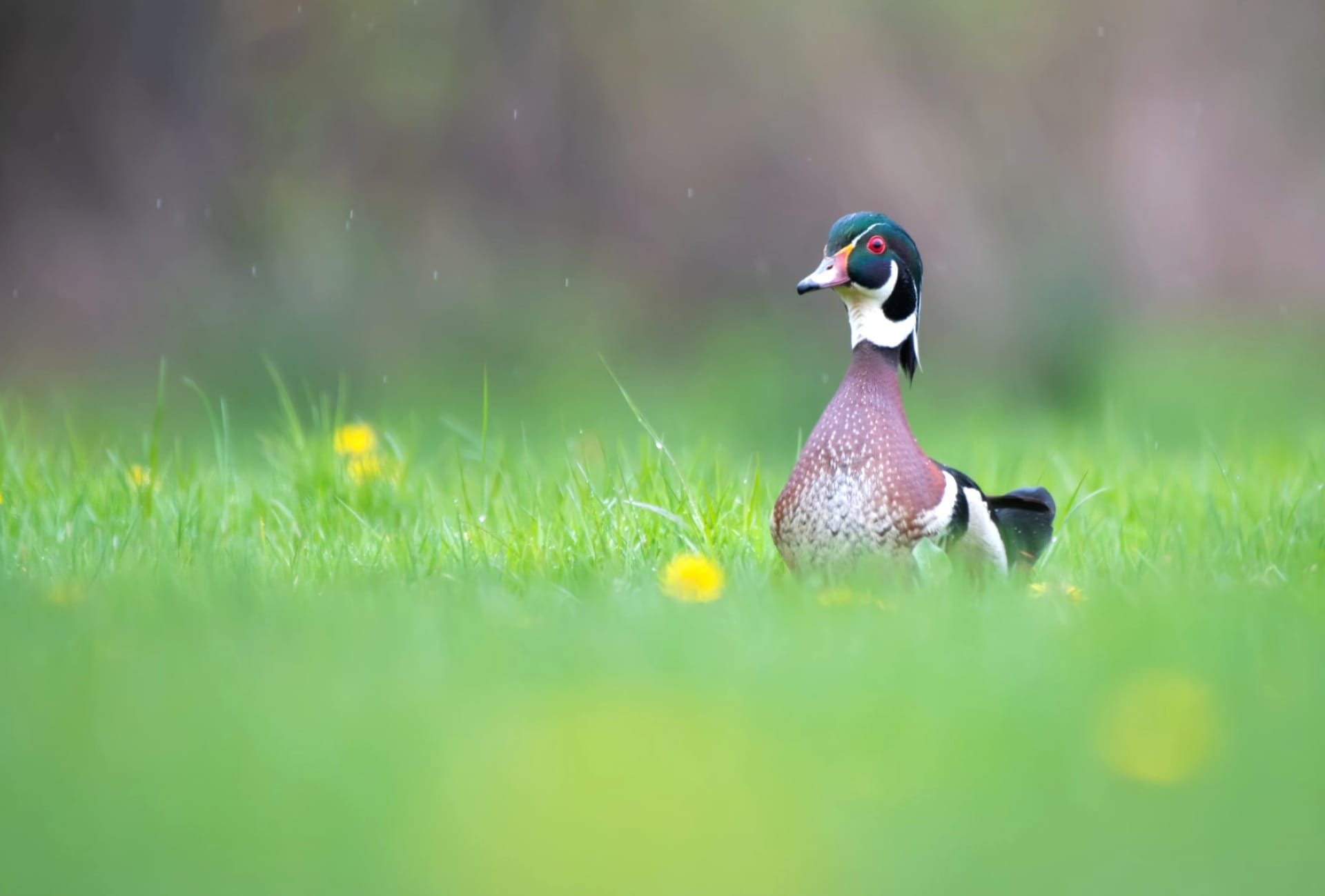 Wood Duck wallpapers HD quality