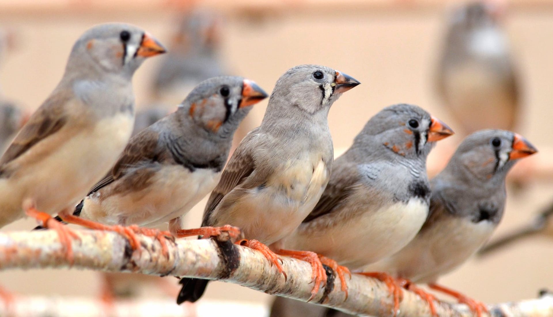 Zebra Finch at 1600 x 1200 size wallpapers HD quality