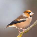 Hawfinch new photos