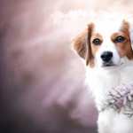 Kooikerhondje new photos