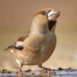 Hawfinch new wallpaper