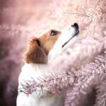 Kooikerhondje wallpapers hd