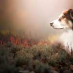 Kooikerhondje photos