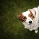 Kooikerhondje free download