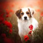 Kooikerhondje new wallpapers