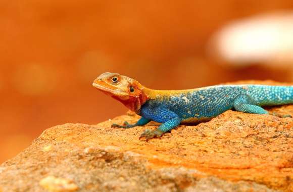 Agama wallpapers hd quality