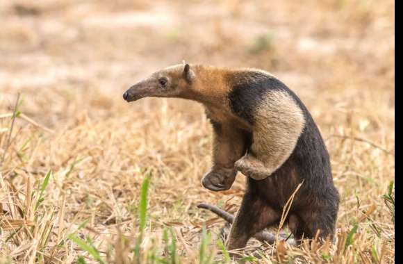 Anteater wallpapers hd quality