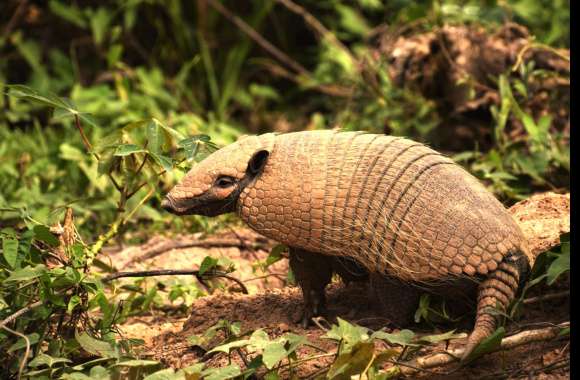 Armadillo wallpapers hd quality