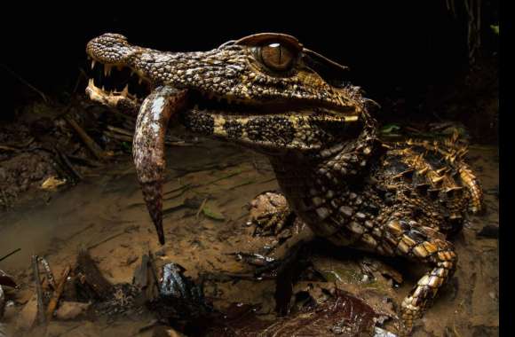 Caiman wallpapers hd quality