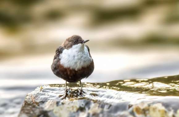 Dipper wallpapers hd quality