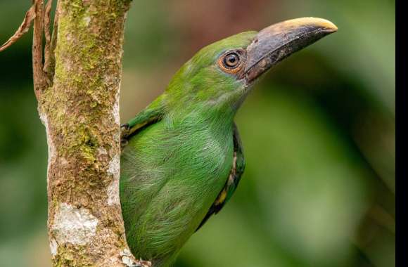 Emerald Toucanet wallpapers hd quality