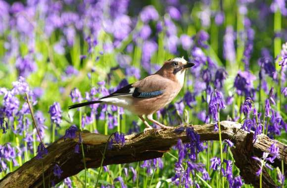 Eurasian Jay wallpapers hd quality