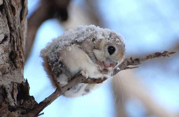 Flying Squirrel wallpapers hd quality