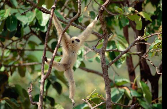 Gibbon wallpapers hd quality