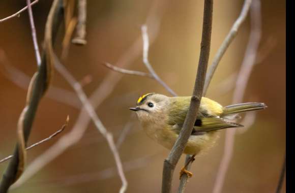 Goldcrest wallpapers hd quality