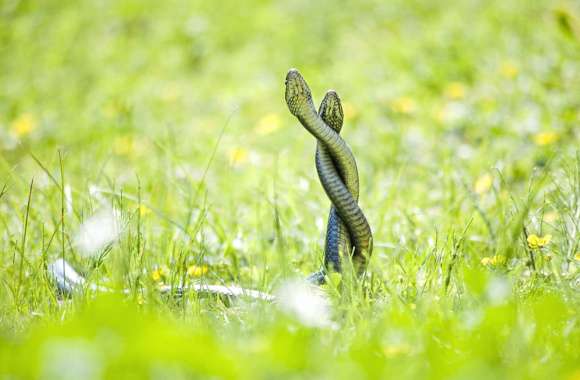 Grass Snake wallpapers hd quality