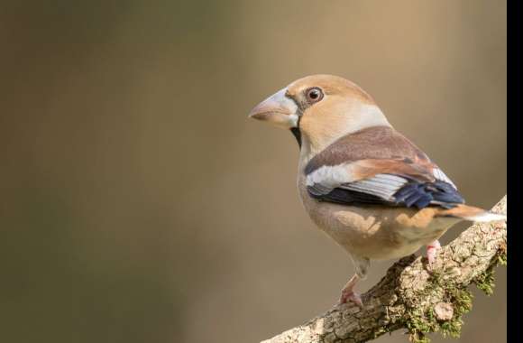 Hawfinch wallpapers hd quality