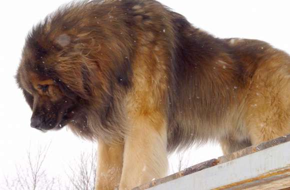 Leonberger wallpapers hd quality