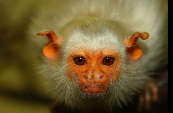 Marmoset wallpapers hd quality