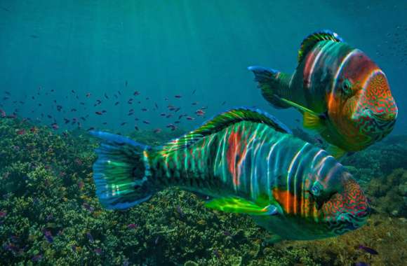 Parrotfish wallpapers hd quality