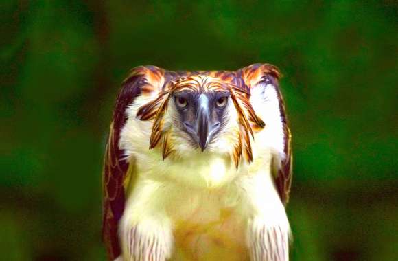 Philippine Eagle wallpapers hd quality
