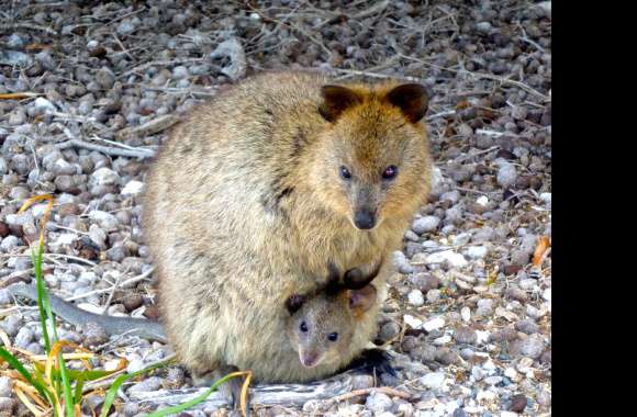 Quokka wallpapers hd quality