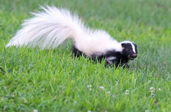 Skunk wallpapers hd quality