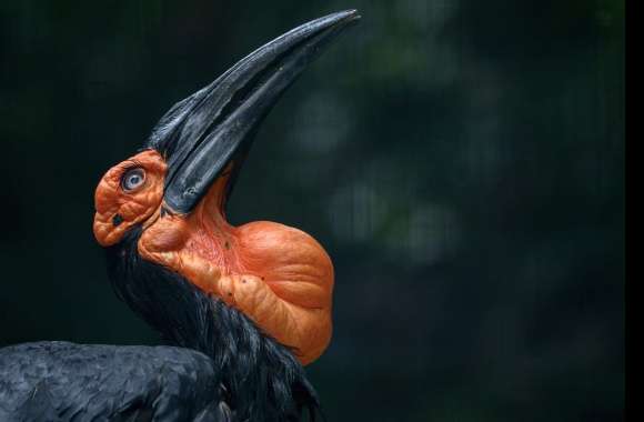 Southern Ground Hornbill wallpapers hd quality