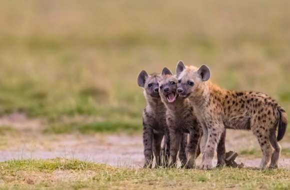 Spotted Hyena wallpapers hd quality